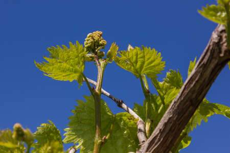 The vine blooms to bloom in spring, in summer there will be bunches of fruitの写真素材