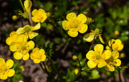 yellow wildflowers in the grass on the meadows in the sunlightの写真素材