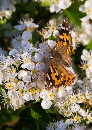butterfly on hawthorn flowers in the sunlight. gardens and parks bloom in springの写真素材