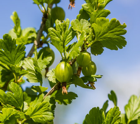 unripe gooseberries on the bushes in the garden under sunlightの写真素材