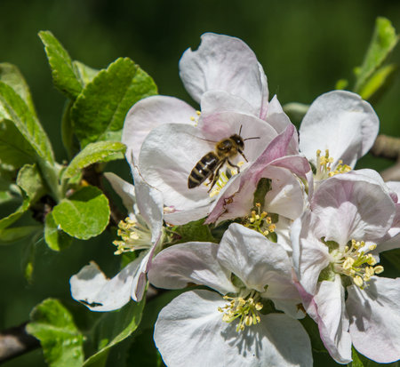 apple tree blooms in the garden. bees collect nectar and pollenの写真素材