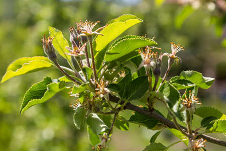 the apple tree has faded. In place of flowers appeared unripe applesの写真素材