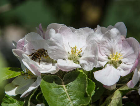 apple tree blooms in the garden. bees collect nectar and pollenの写真素材