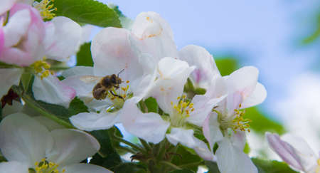 apple tree blooms in the garden. bees collect nectar and pollenの写真素材