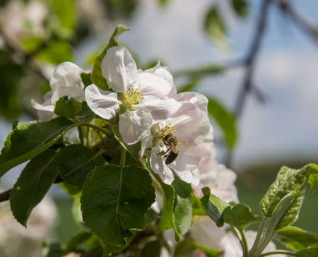 apple tree blooms in the garden. bees collect nectar and pollenの写真素材