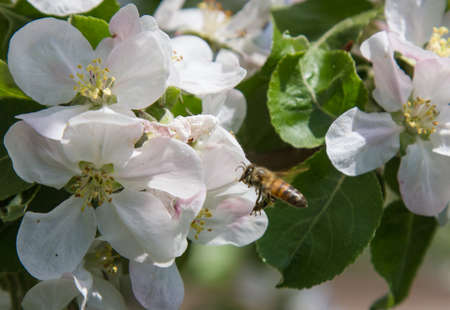 apple tree blooms in the garden. bees collect nectar and pollenの写真素材
