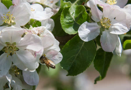 apple tree blooms in the garden. bees collect nectar and pollenの写真素材