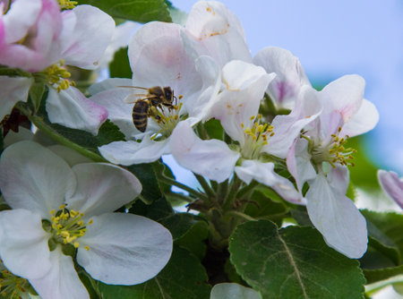 apple tree blooms in the garden. bees collect nectar and pollenの写真素材