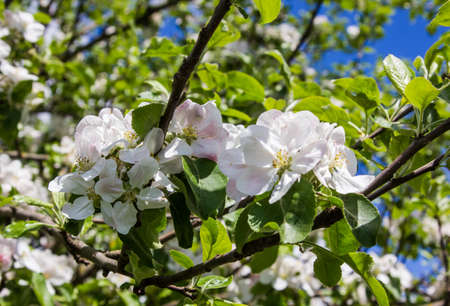 apple tree blooms in the spring garden under sunlightの写真素材