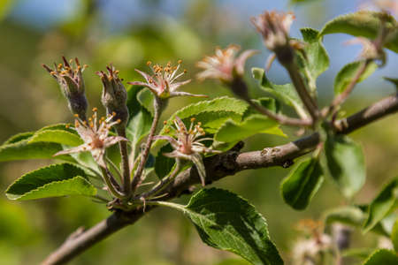 the apple tree has faded. In place of flowers appeared unripe applesの写真素材