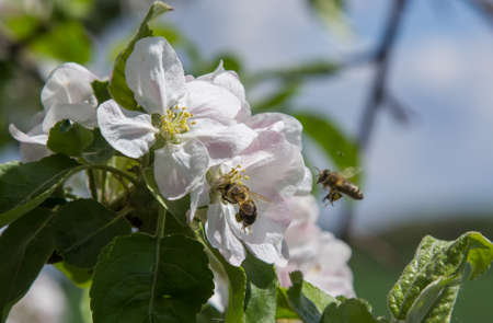 apple tree blooms in the garden. bees collect nectar and pollenの写真素材