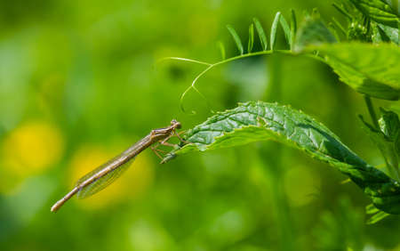 dragonfly on a green leaf in summer near the riverの写真素材