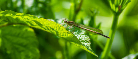 dragonfly on a green leaf in summer near the riverの写真素材