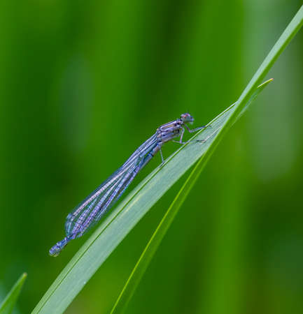 dragonfly on a green leaf in summer near the riverの写真素材