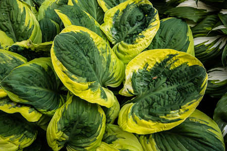 green leaves of plants in the garden. textureの写真素材