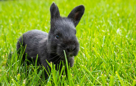 little black rabbits in the green grassの写真素材