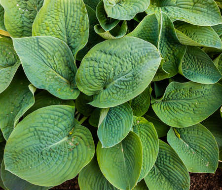 green leaves of plants in the garden. textureの写真素材