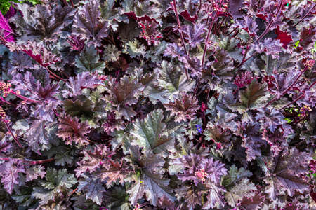 green leaves of plants in the garden. textureの写真素材