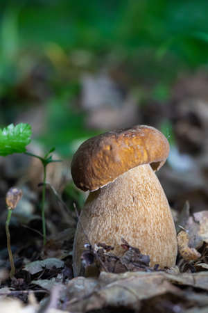mushroom in the natural environment in the forestの写真素材
