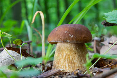 mushroom in the natural environment in the forestの写真素材
