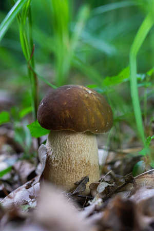 mushroom in the natural environment in the forestの写真素材
