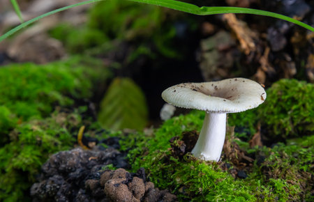 mushroom in the natural environment in the forestの写真素材