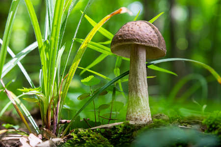 mushroom in the natural environment in the forestの写真素材