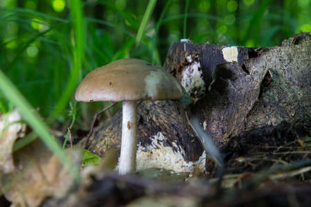 mushroom in the natural environment in the forestの写真素材