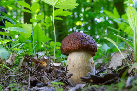 mushroom in the natural environment in the forestの写真素材