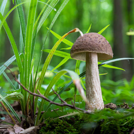 mushroom in the natural environment in the forestの写真素材