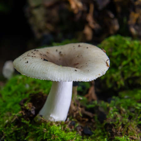 mushroom in the natural environment in the forestの写真素材