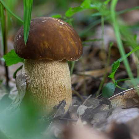 mushroom in the natural environment in the forestの写真素材