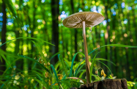 mushroom in the natural environment in the forest