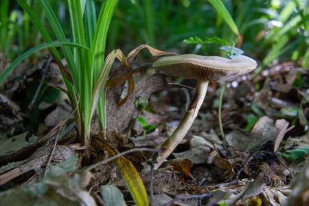 mushroom in the natural environment in the forestの写真素材