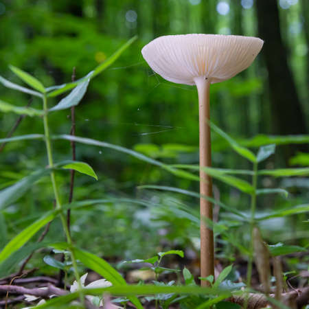 mushroom in the natural environment in the forestの写真素材