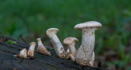 mushroom in the natural environment in the forestの写真素材