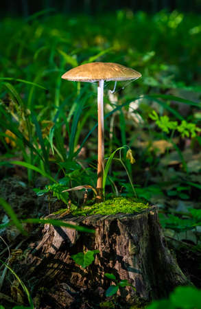 mushroom in the natural environment in the forestの写真素材