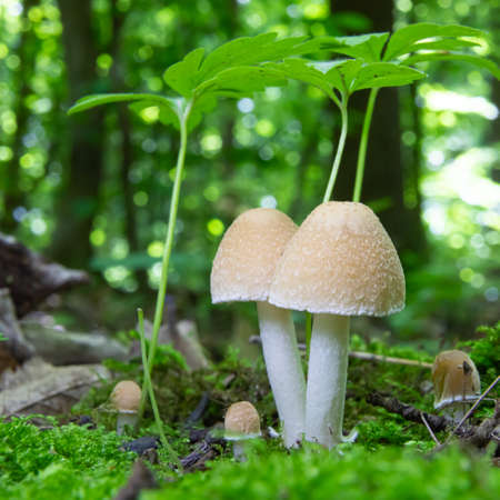 mushroom in the natural environment in the forestの写真素材