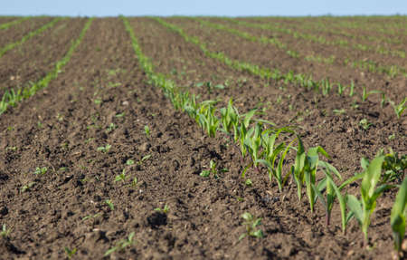 field with corn in spring. Parposts of plants began to grow in a straight line. Field of an agricultural enterpriseの写真素材