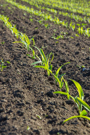 field with corn in spring. Parposts of plants began to grow in a straight line. Field of an agricultural enterpriseの写真素材
