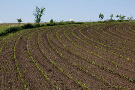 field with corn in spring. Parposts of plants began to grow in a straight line. Field of an agricultural enterpriseの写真素材