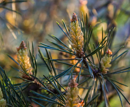 pine tree blooms in spring. close up on sky backgroundの写真素材