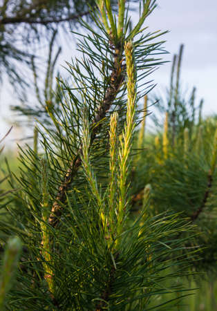 pine tree blooms in spring. close up on sky backgroundの写真素材