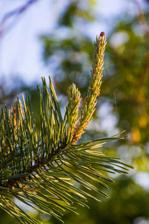 pine tree blooms in spring. close up on sky background