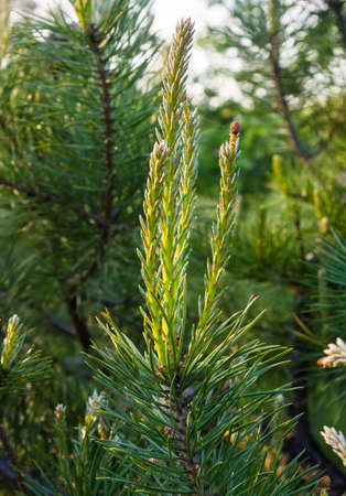 pine tree blooms in spring. close up on sky backgroundの写真素材