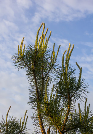 pine tree blooms in spring. close up on sky backgroundの写真素材