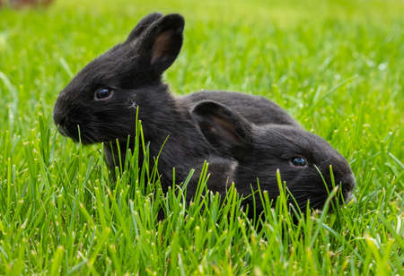 little black rabbits in the green grassの写真素材