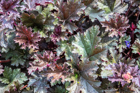 green leaves of plants in the garden. textureの写真素材
