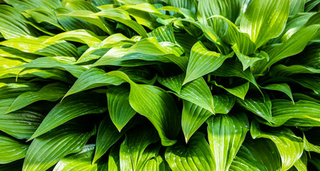 green leaves of plants in the garden. textureの写真素材