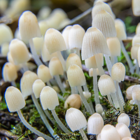 mushroom in the natural environment in the forestの写真素材